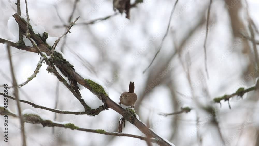 Wren on a snowy branch and flies away Wren on a snowy branch and flies away