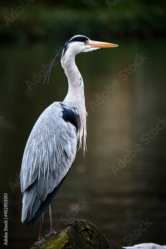 Ein Graureiher ( Ardea cinerea ) .