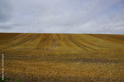 Gem  htes Feld bis zum Horizont