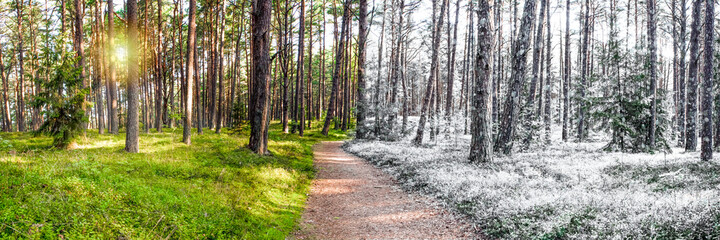 Summer and winter are combined in one photo. Change of winter and summer seasons. Snow and grass in the forest, forest path stretching into the distance of the forest