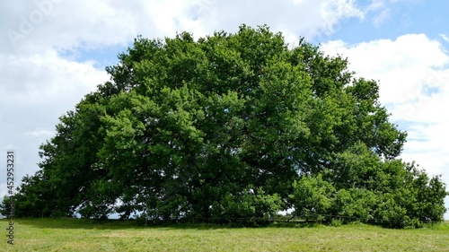 Chêne tricentenaire à Tombebœuf dans le Lot-et-Garonne