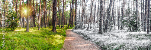 Summer and winter are combined in one photo. Change of winter and summer seasons. Snow and grass in the forest  forest path stretching into the distance of the forest