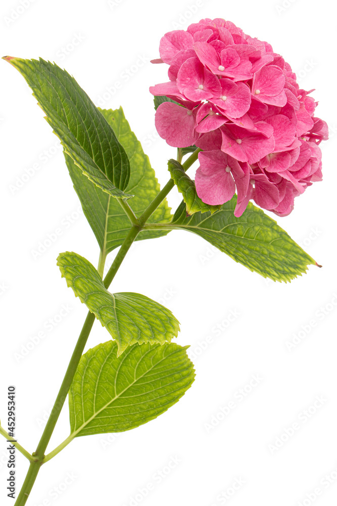 Inflorescence of the pink flowers of hydrangea, isolated on white background Inflorescence of the pink flowers of hydrangea, isolated on white background