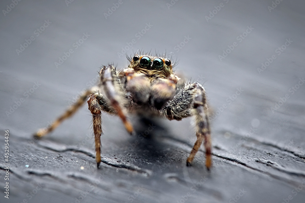 Rindenspringspinne ( Marpissa muscosa ).