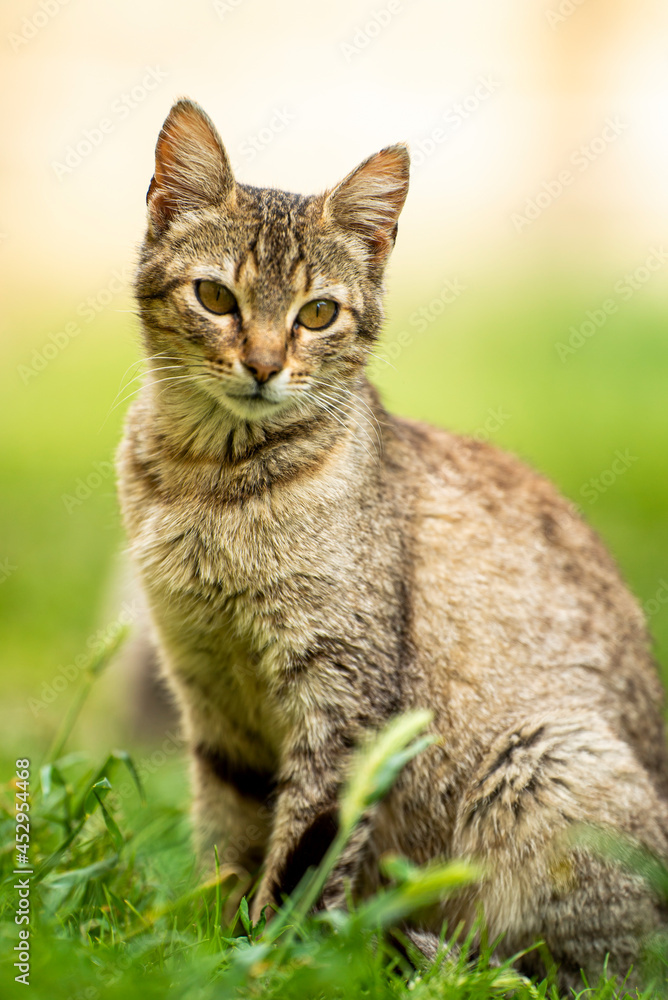 Gato Cat Gato Cat