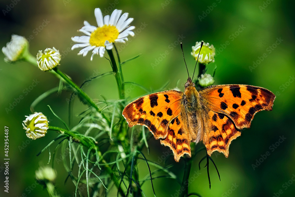 C-Falter ( Polygonia c-album, Syn.: Nymphalis c-album ). C-Falter ( Polygonia c-album, Syn.: Nymphalis c-album ).