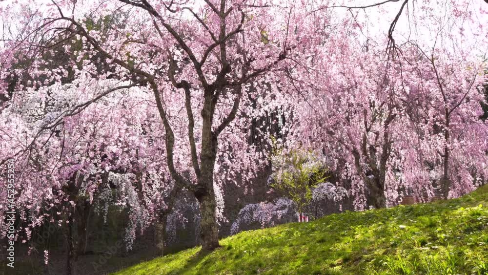 桜