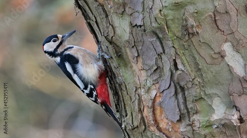 woodpecker on tree photo