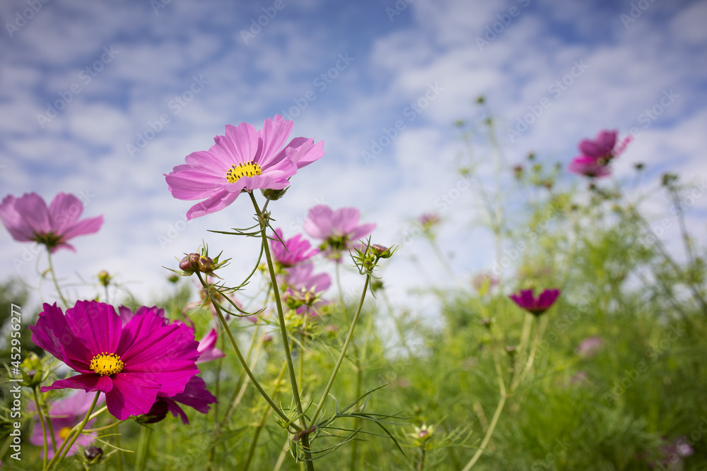 Blühende Schmuckkörbchen (Cosmos bipinnatus), Cosmea Blühende Schmuckkörbchen (Cosmos bipinnatus), Cosmea