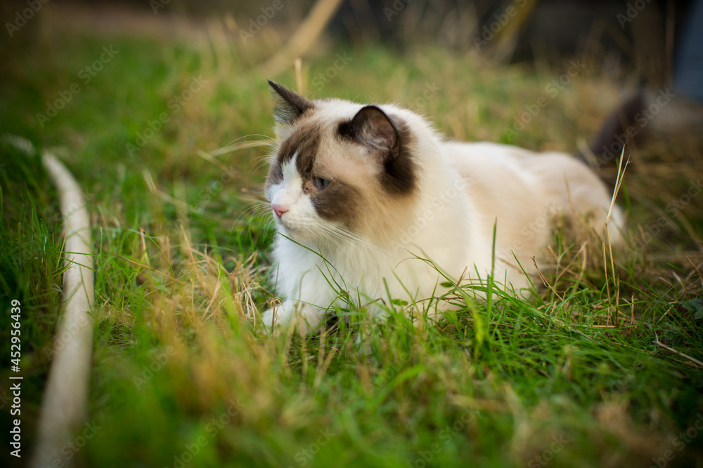 beautiful young cat of Ragdoll breed walks on outdoors