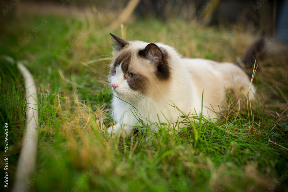 beautiful young cat of Ragdoll breed walks on outdoors beautiful young cat of Ragdoll breed walks on outdoors