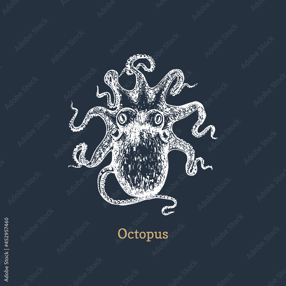 Octopus in vector.Mollusk sketch in engraved style Octopus in vector.Mollusk sketch in engraved style