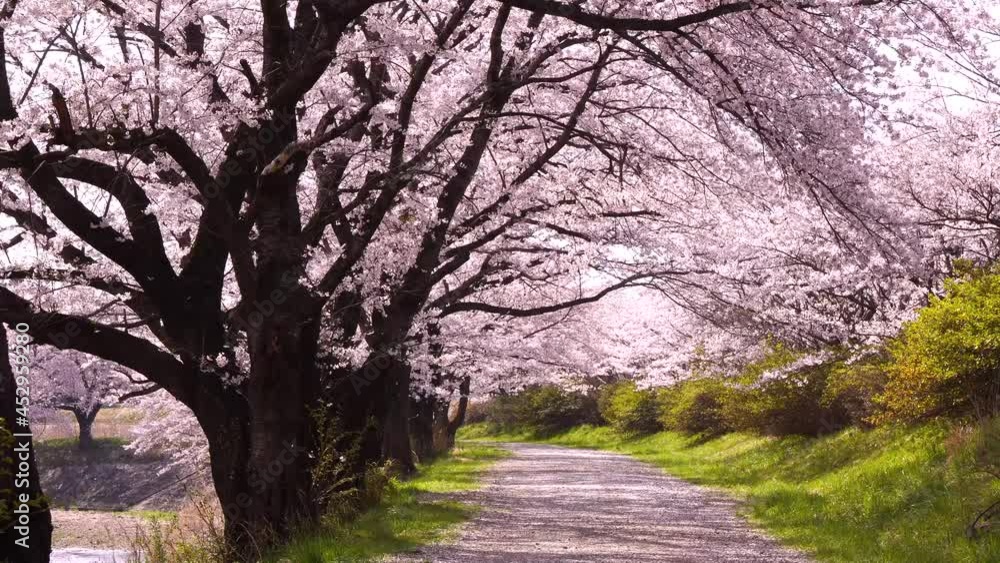 桜 桜