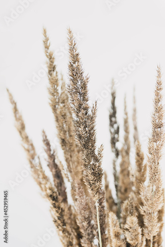 Pampas grass, close up, selective focus. Dried reeds boho style, copy space. 