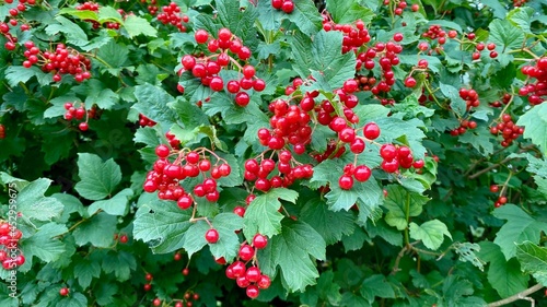 viorne morbier (viburnum opulus)