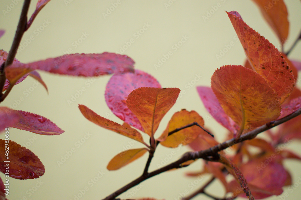 a branch of a bush with red and orange autumn leaves; autumn background