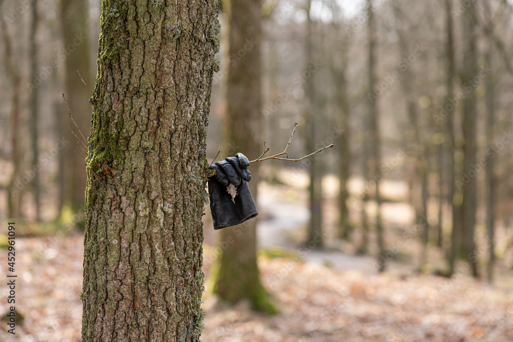 Lost black glove hanging fron the branch of a tree.