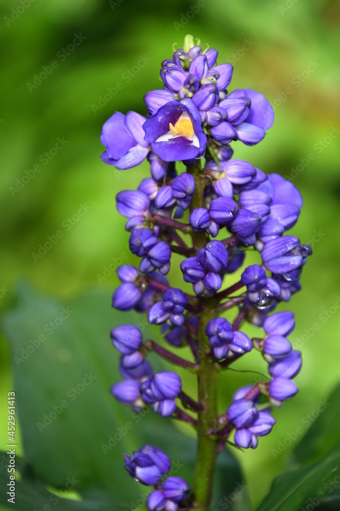purple cluster of flowers purple cluster of flowers