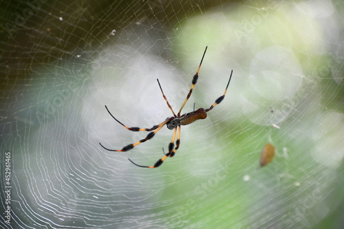 Spider with furry legs on web