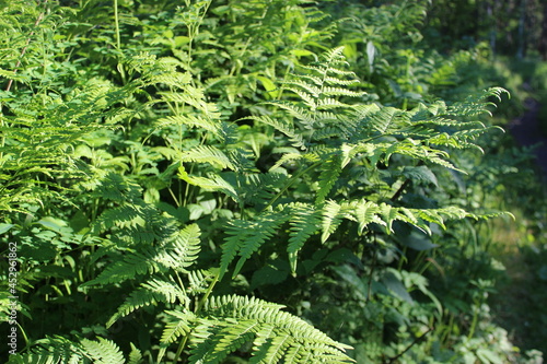 Natural green fern in the garden with a dark background. Close-up. Floral plants outdoors. Beautiful green. A trail in the forest in a beautiful spring landscape. Walking path in a mixed forest. A