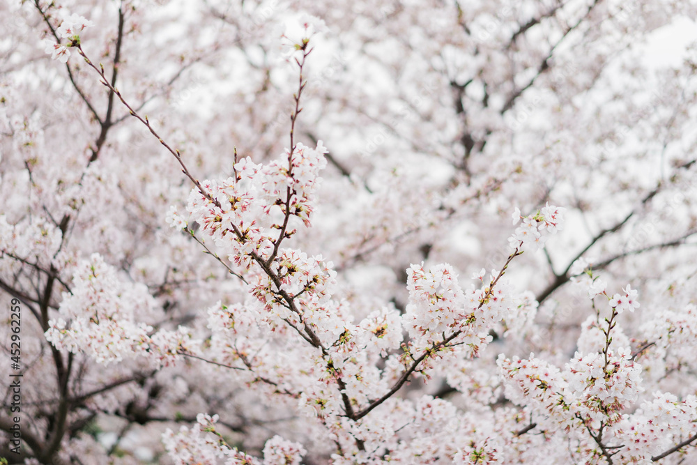 桜 桜