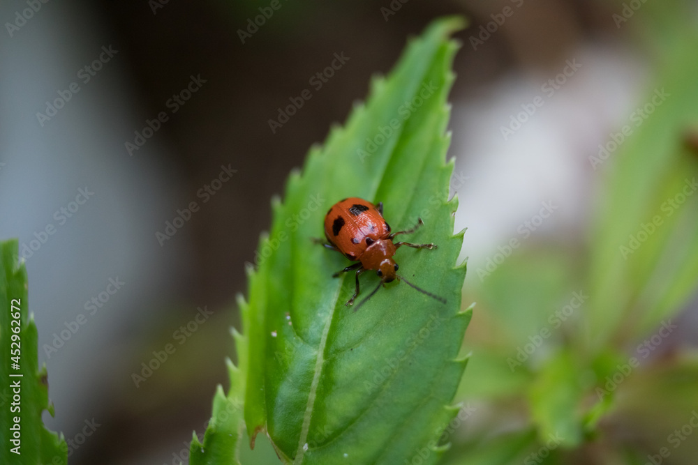 ladybug on leaf