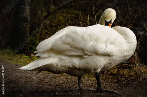 Closeup of a beautiful swan