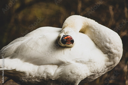 Hilarious close up of a swan