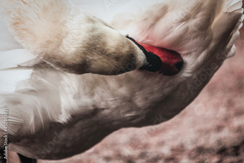 Closeup of swan cleaning her body