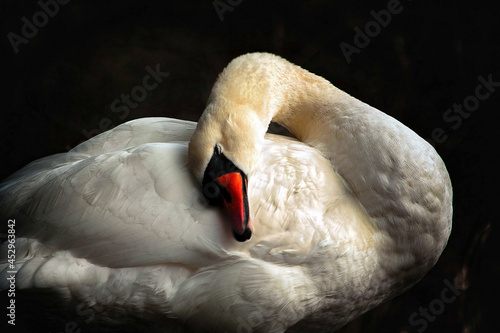 Gentle scene of huddling swan in colour with black background.
