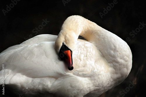 A swan is gently huddling against its body