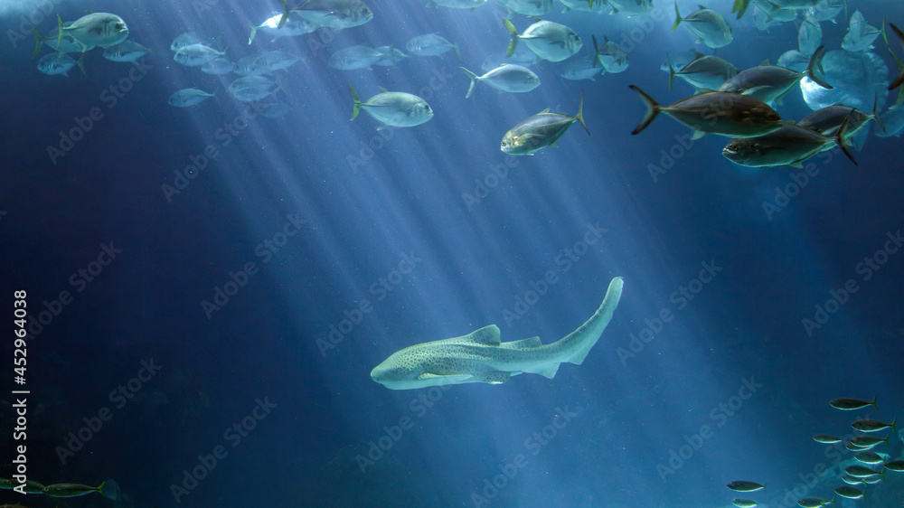 Fototapeta premium Ocean shark swimming