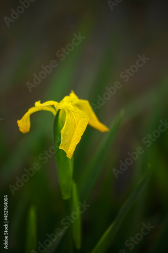 Wild yellow lily