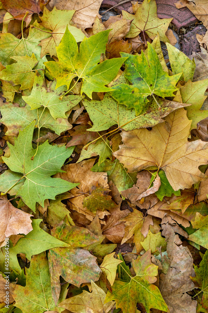 Background group autumn orange leaves. Background group autumn orange leaves.