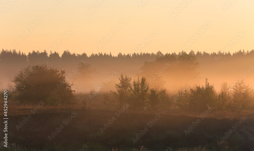 early morning landscape in forest