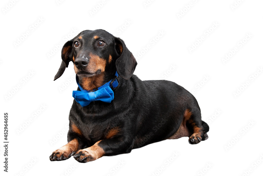 Black Dachshund Wearing Blue Bow Tie Isolated On White With Copyspace