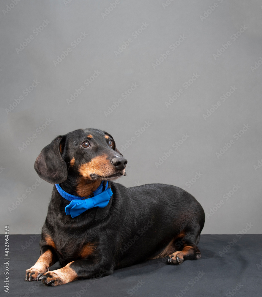 Black Dachshund With Blue Bow Tie On Gray With Copyspace