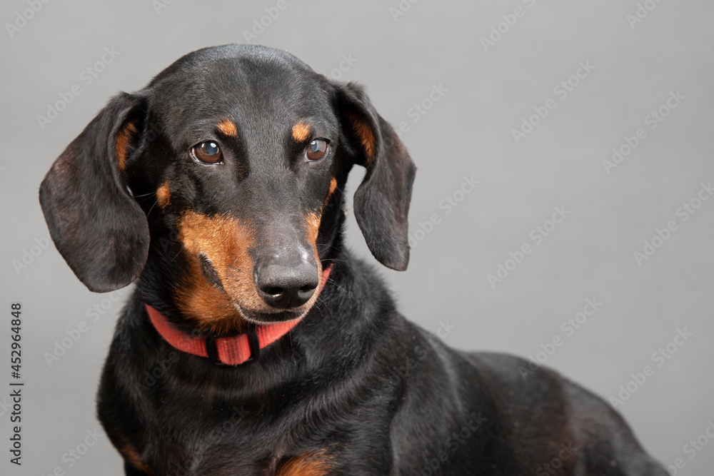 Black and Red Standard Dachshund Close-up Against Gray with Copyspace