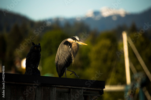 A heron is standing beside the wooden owl
