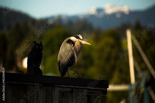 A heron is taking a nap beside the wooden owl