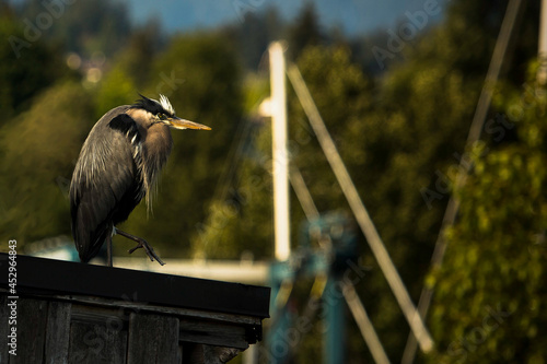 Heron standing on the wooden shelter