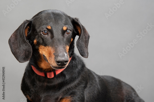 Black and Red Standard Dachshund Close-up Against Gray with Copyspace © Carolyn Franks