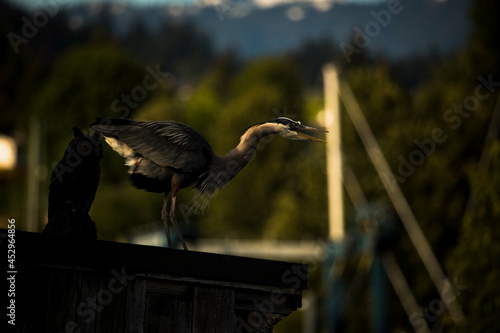 A heron is standing beside the wooden owl