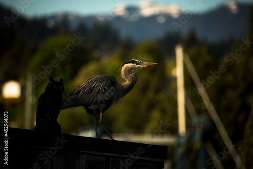 A heron is standing beside the wooden owl