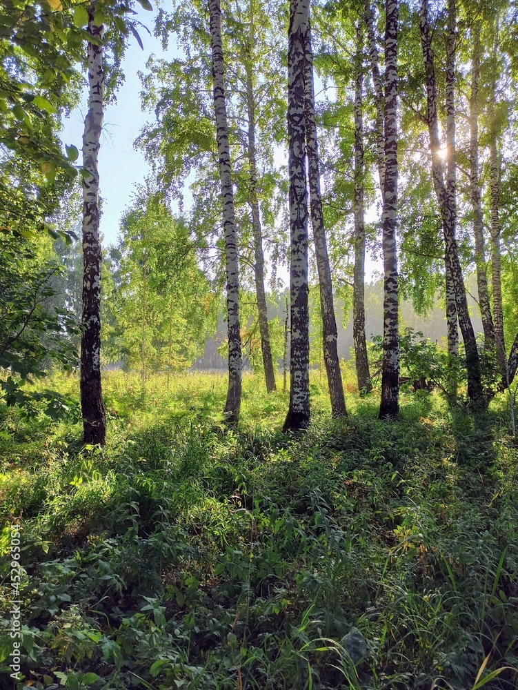 Obraz premium birch forest in summer
