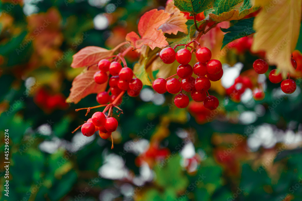 Obraz premium Viburnum hanging on a branch, ripe berries outdoors in a natural environment