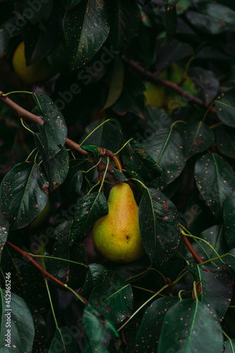 Autumn pear ripening on a tree branch, shot in dark cold colors
