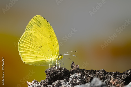 Photography Yellow butterfly sitting on ground'