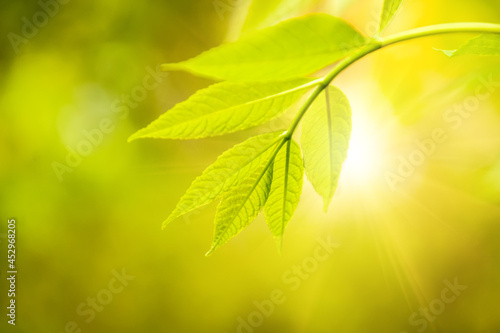 Green young leaves in the light of the sun on a blurred background