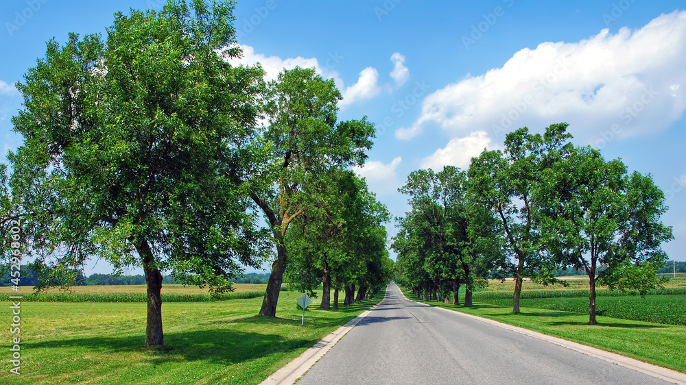 Row of trees on a diminishing country road on a beautiful summer day Row of trees on a diminishing country road on a beautiful summer day